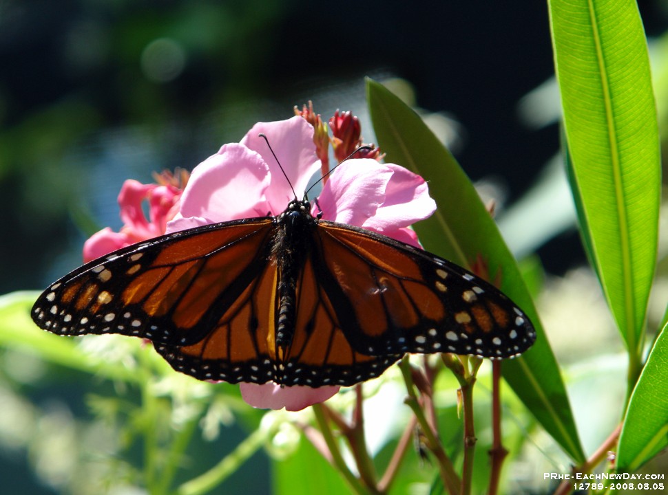 12789CrLeSh - Butterfly House, Insectarium de Quebec